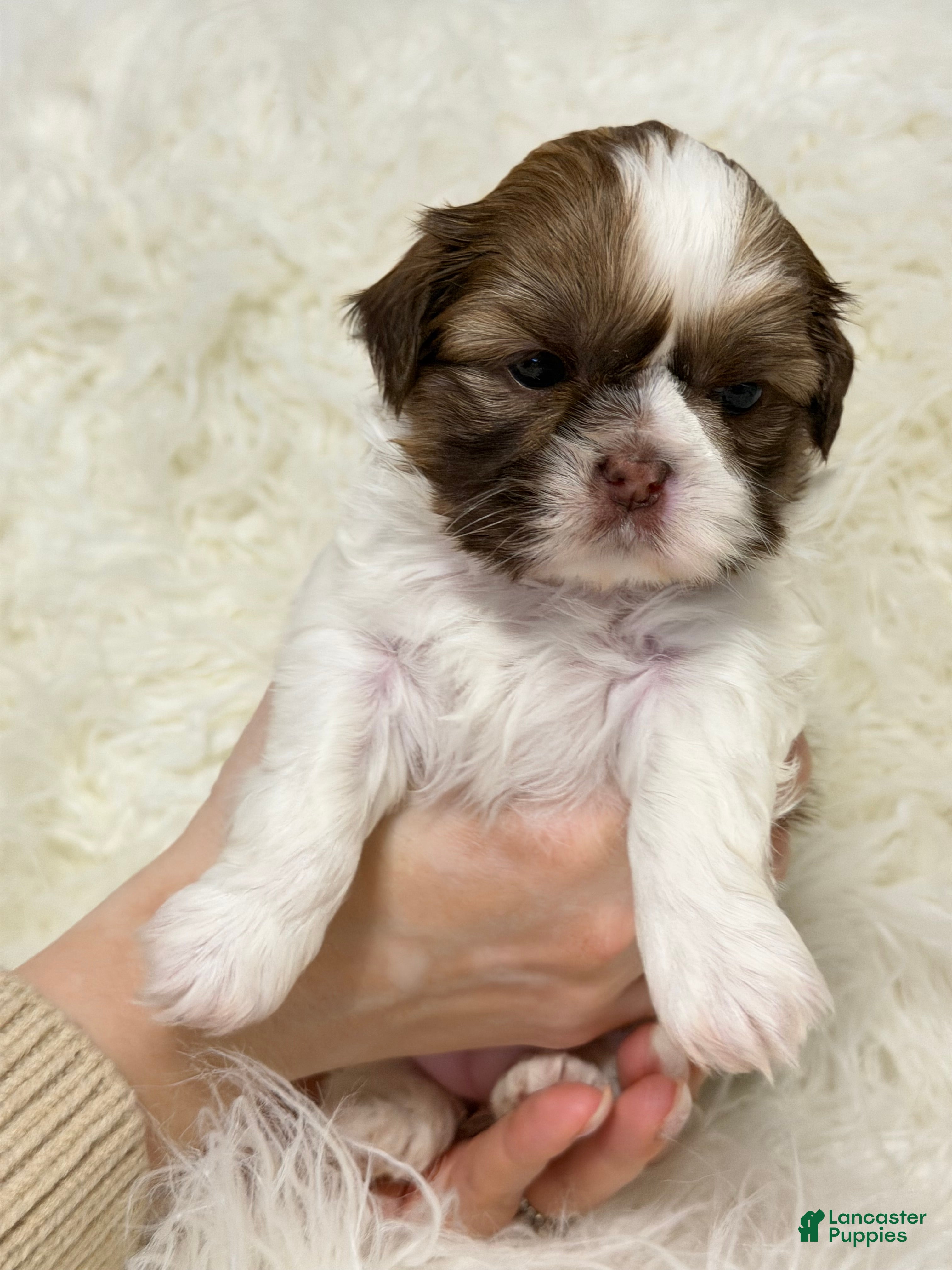 Shih Tzu dogs Mia - Ad 1