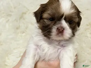 Shih Tzu dogs for sale: Mia - Ad 2