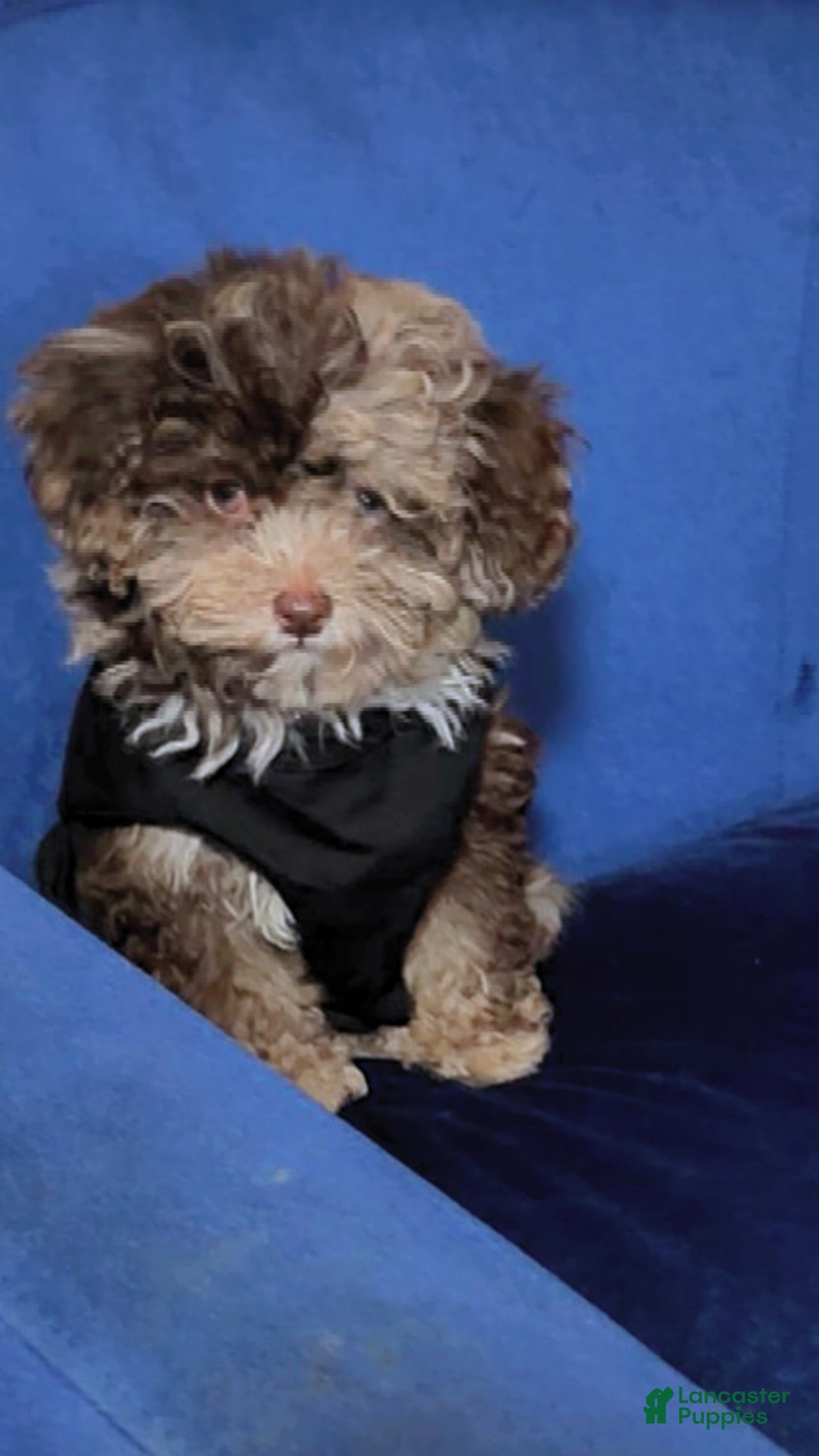 Toy Poodle dogs Harry Potter - Ad 26