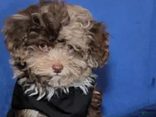 Toy Poodle dogs Harry Potter - Ad 26