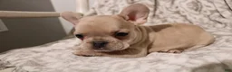 French Bulldog dogs for sale: Louie - Ad 9