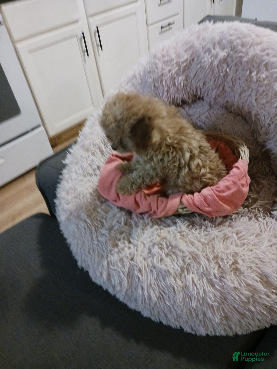 Toy Poodle dogs for sale: Polly - Ad 4