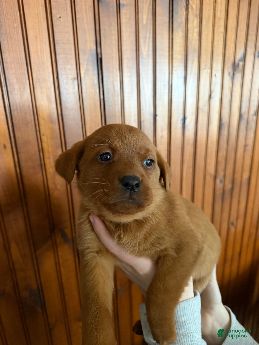 Labrador Retriever dogs for sale: Oatmeal - Ad 2