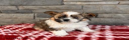Mixed Breed dogs for sale: Gideon - Ad 3