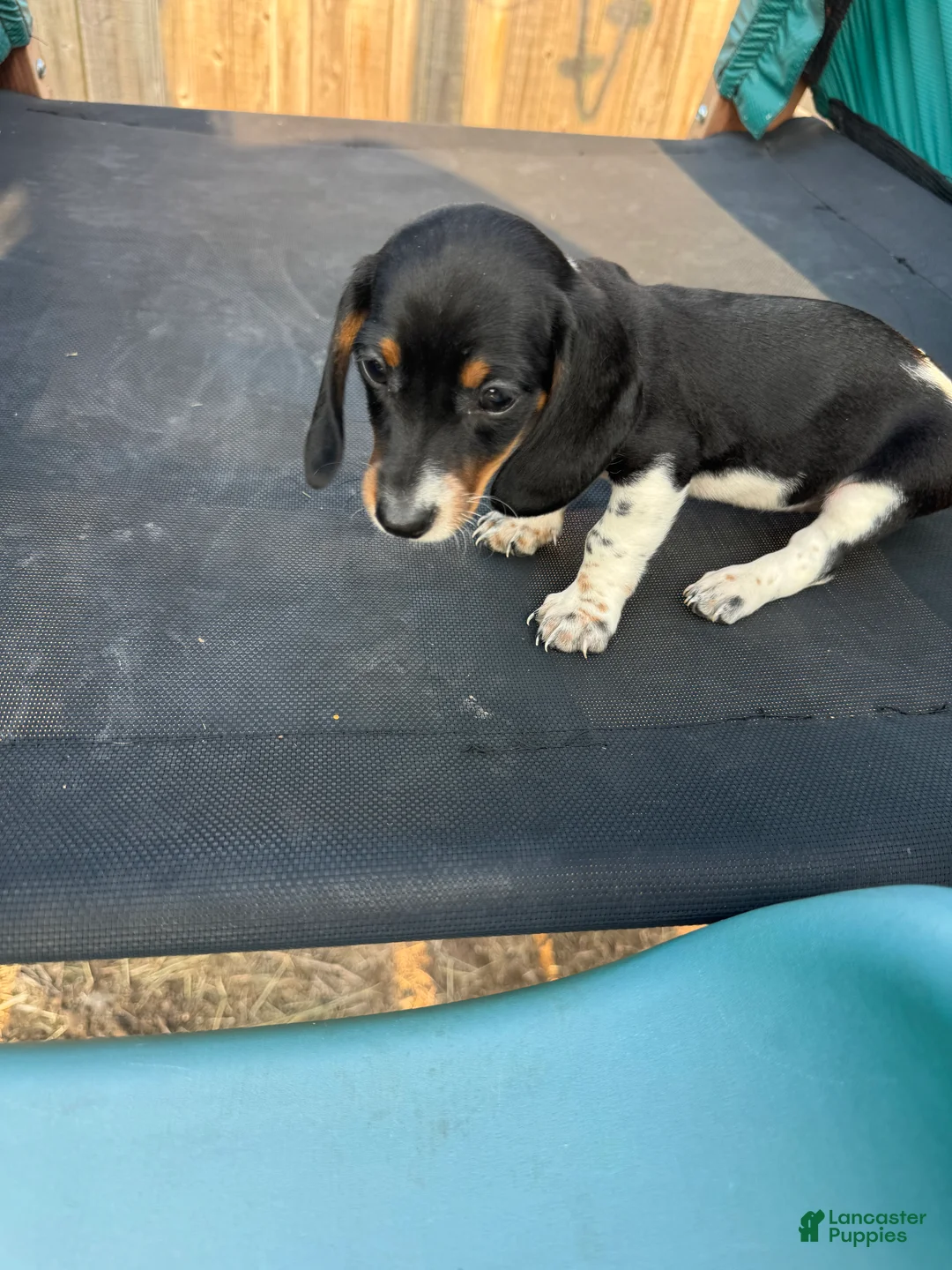 Miniature Dachshund dogs for sale: Miniature Dachshund Puppy 5 - Ad 2