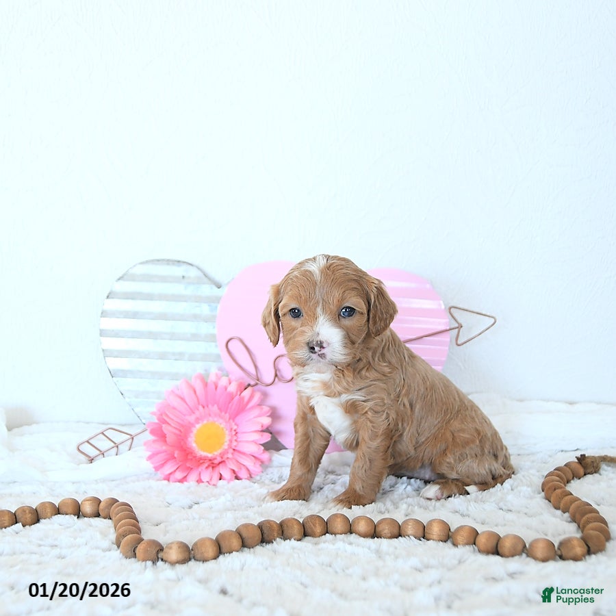 Mini Goldendoodle dogs Iris - Ad 18