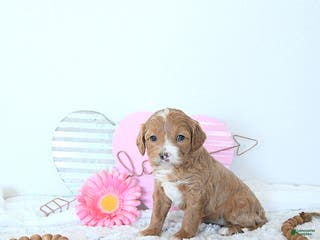 Mini Goldendoodle dogs Iris - Ad 5