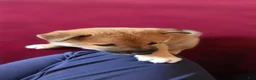 Shiba Inu dogs for sale: Fawn Male - Ad 4