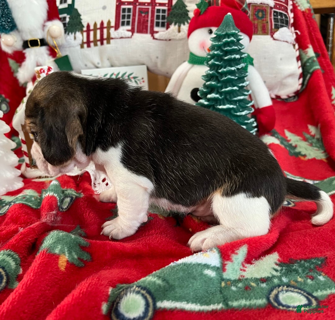 Beagle dogs for sale: Beagle Puppy 3 - Ad 8