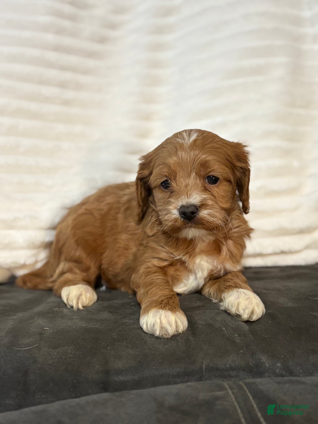 Cockapoo dogs for sale: Barkley - Ad 1