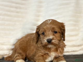Cockapoo dogs Barkley - Ad 39