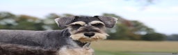 Miniature Schnauzer dogs for sale: Anna - Ad 6