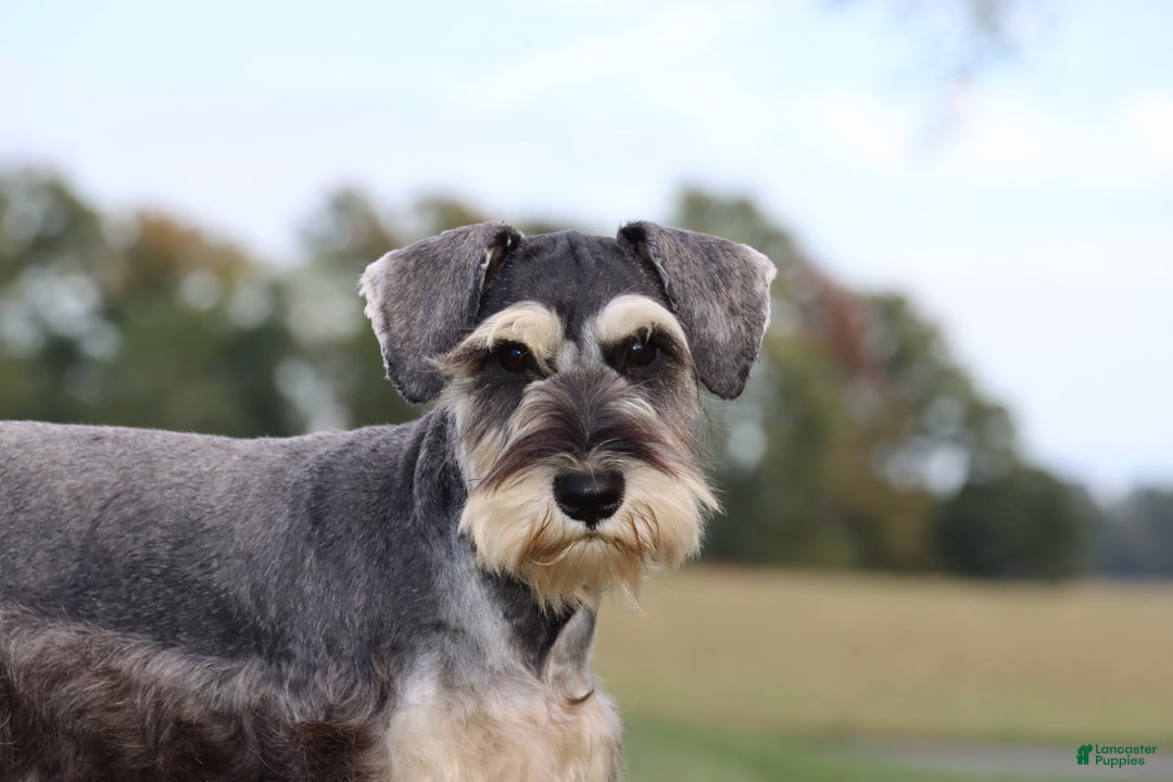 Miniature Schnauzer dogs for sale: Anna - Ad 6