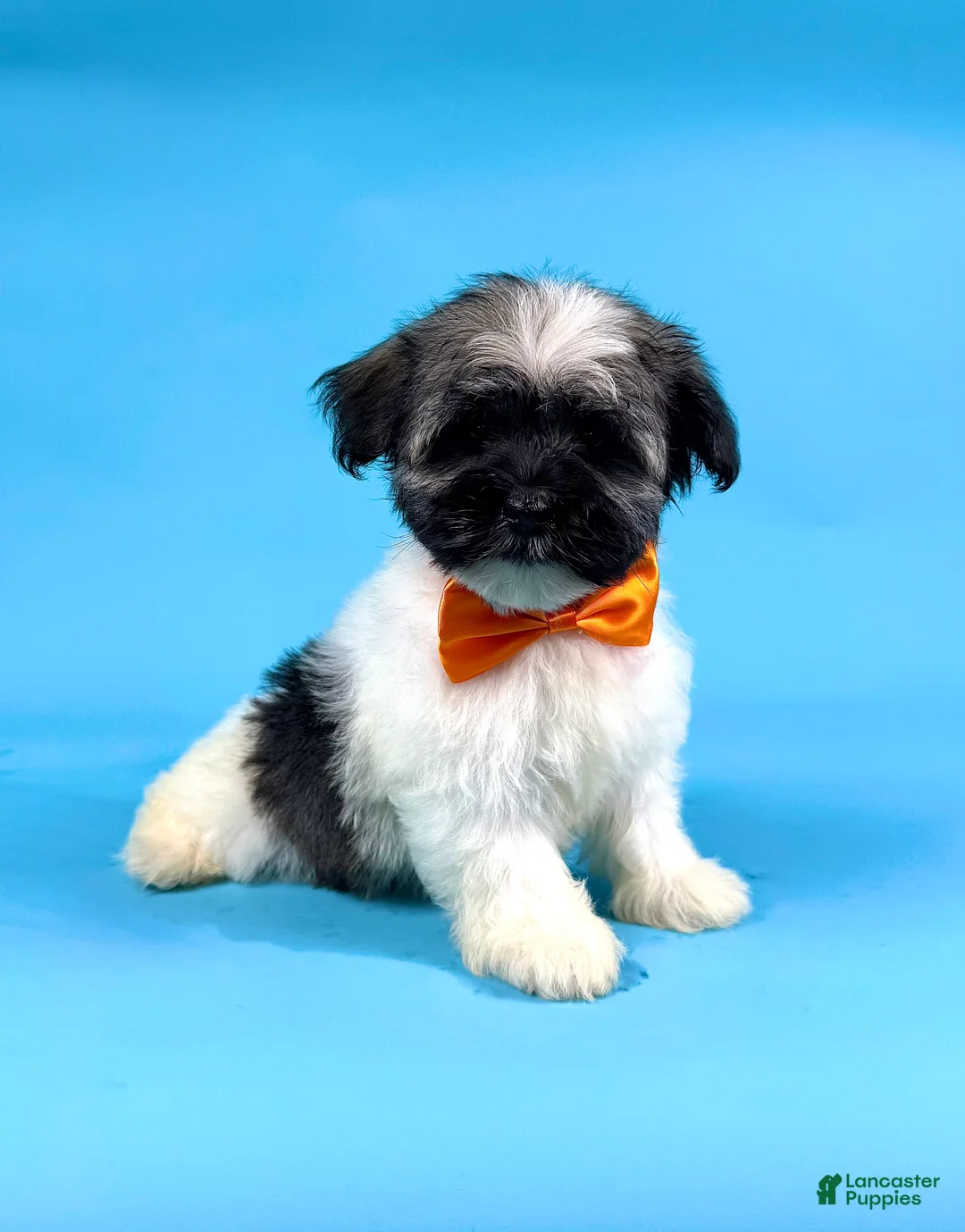 Havanese dogs for sale: ELSA - Ad 1