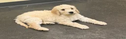 Goldendoodle dogs for sale: Goldendoodle Sky Blue Puppy  - Ad 2