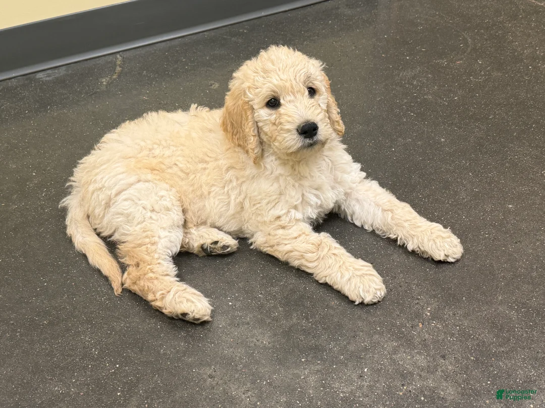 Goldendoodle dogs for sale: Goldendoodle Sky Blue Puppy  - Ad 2