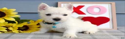 West Highland Terrier dogs for sale: Brody  - Ad 5