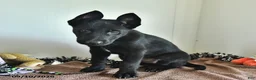 Belgian Malinois dogs for sale: Minerva - Ad 4
