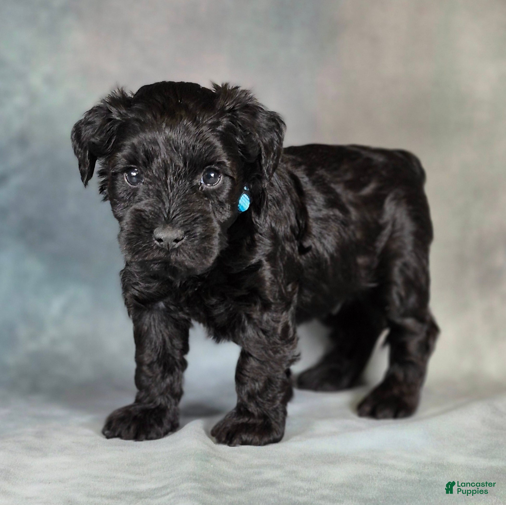 Miniature Schnauzer dogs for sale: Ziggy - Ad 1