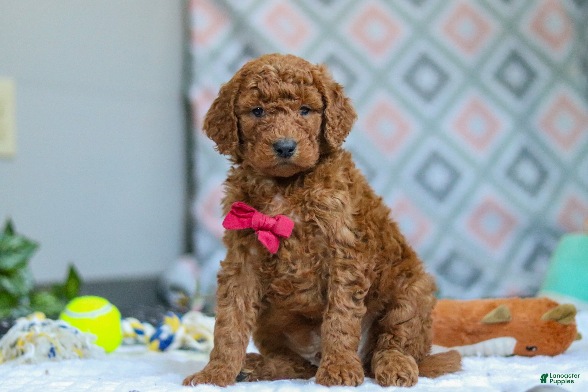 Goldendoodle dogs Snickers - Ad 2