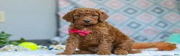 Goldendoodle dogs for sale: Snickers - Ad 2