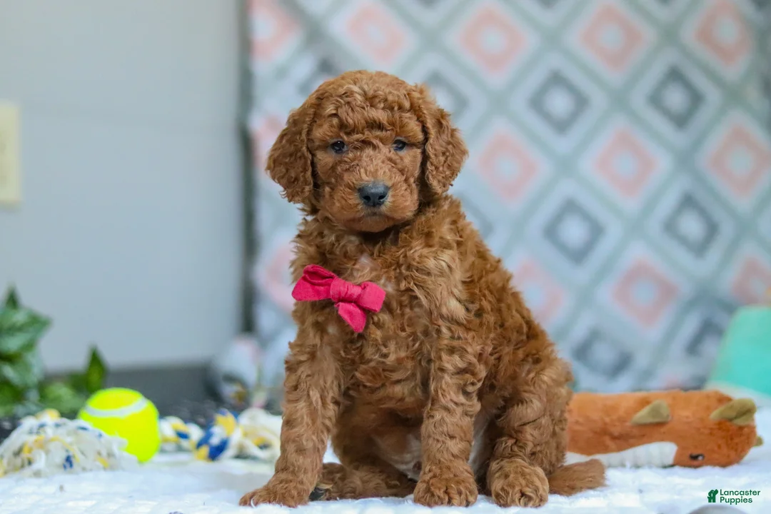 Goldendoodle dogs for sale: Snickers - Ad 2