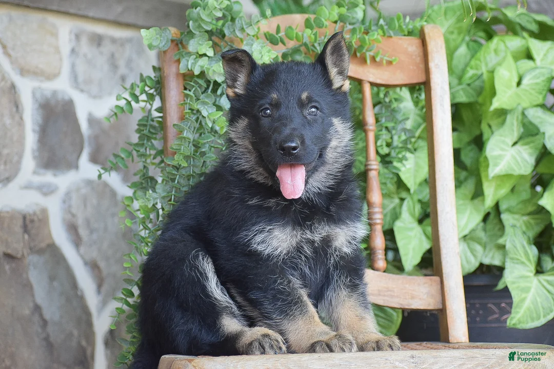 German Shepherd dogs for sale: Maddie - Ad 1