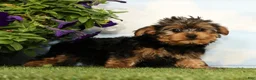 Yorkshire Terrier dogs for sale: Kipper - Ad 5