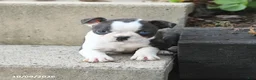 Boston Terrier dogs for sale: Lily - Ad 4