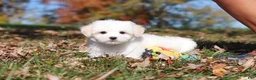 Maltese dogs for sale: Colby - Ad 8