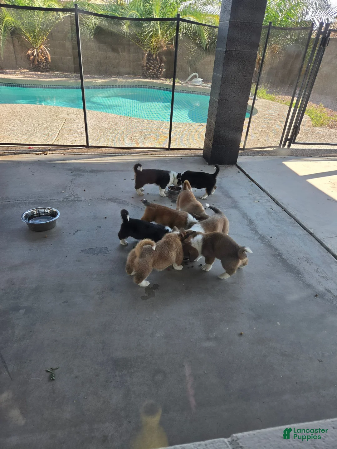 Mixed Breed dogs for sale: Black - Ad 4