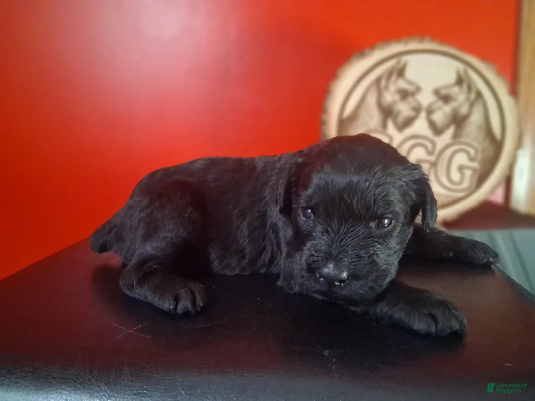 Giant Schnauzer dogs for sale: Ember - Ad 1
