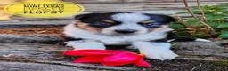 Mixed Breed dogs for sale: Flopsy - Ad 6