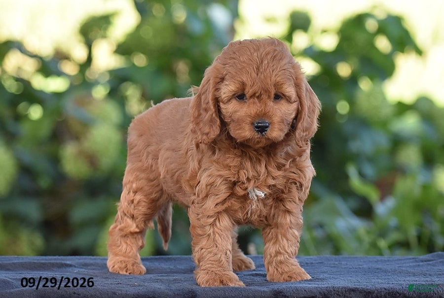 Cavapoo dogs Kelly - Ad 2