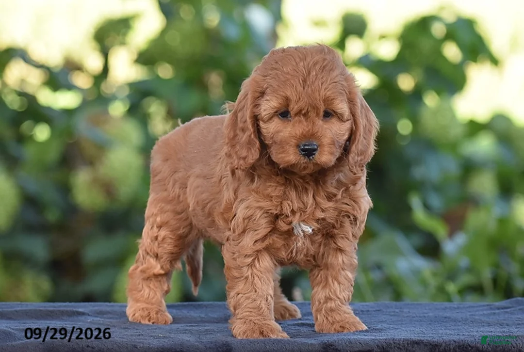 Cavapoo dogs for sale: Kelly - Ad 2