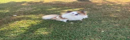 Pomeranian dogs for sale: Pomeranian 2 - Ad 7