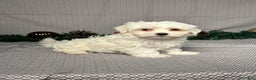 Maltese dogs for sale: Jackson - Ad 3