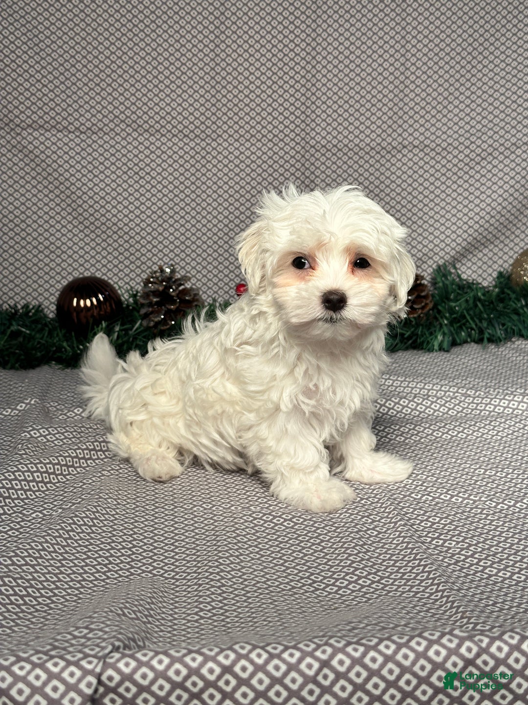 Maltese dogs for sale: Jackson - Ad 3