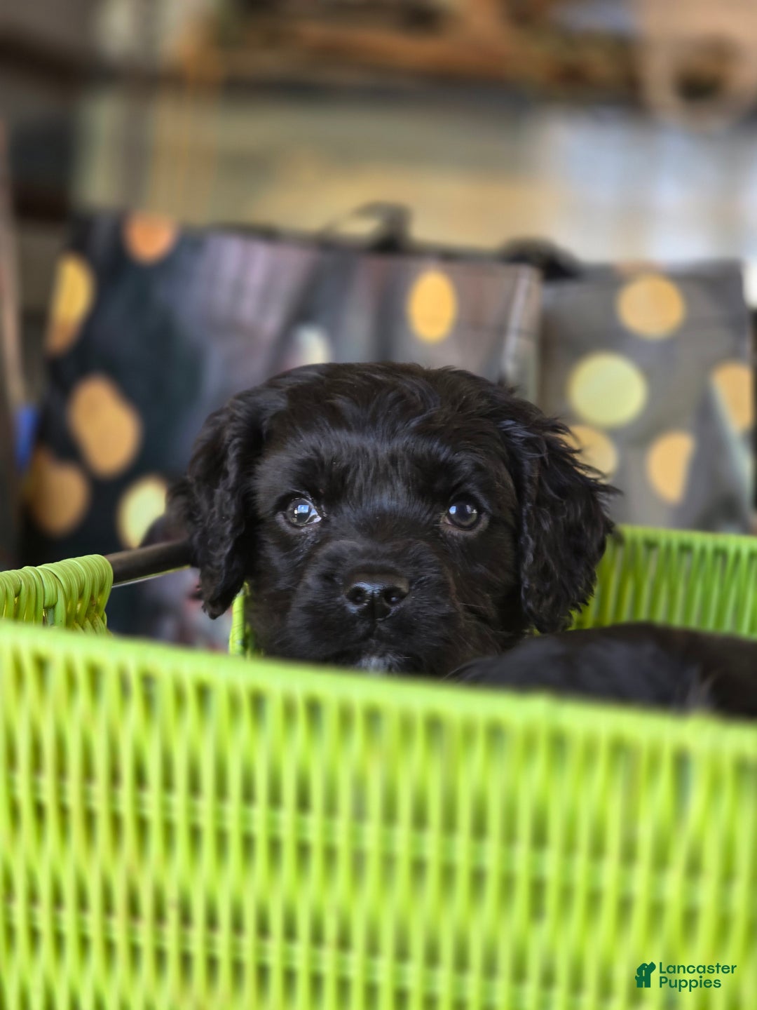 Mixed Breed dogs for sale: Jingles - Ad 2