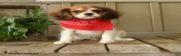 Cavachon dogs for sale: Wendy - Ad 1
