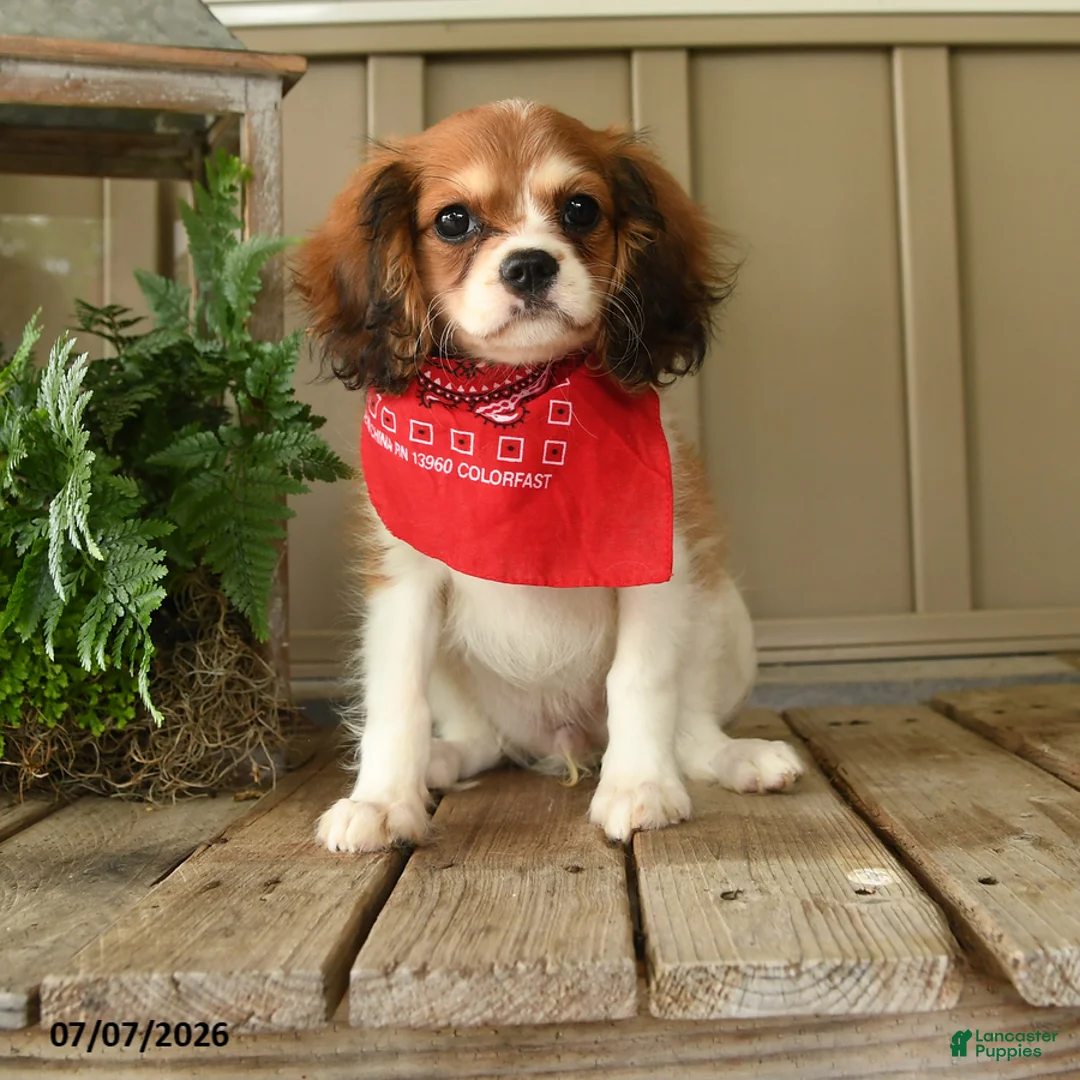 Cavachon dogs for sale: Wendy - Ad 1