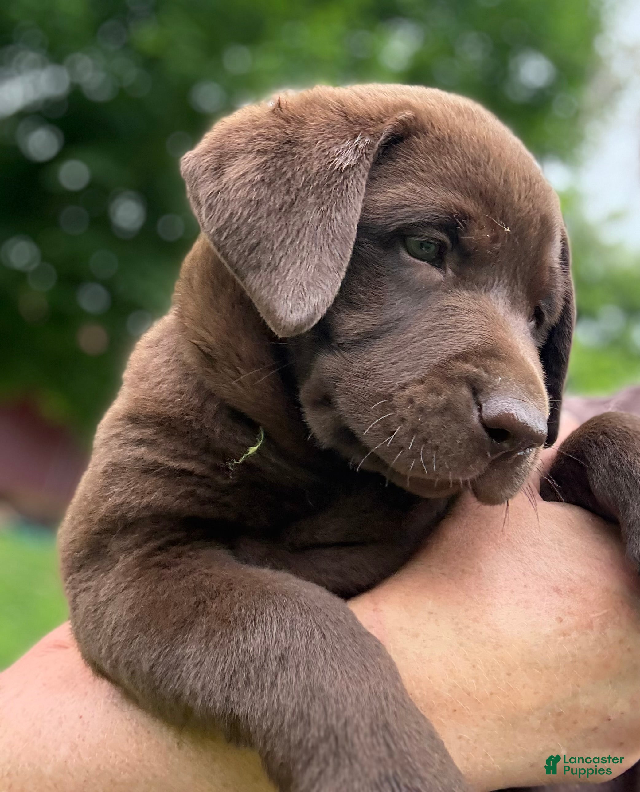 Labrador Retriever dogs Labrador Retriever Puppy GREEN tag TROOPER  - Ad 2