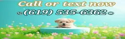 Maltipoo dogs for sale: BURBERRY  - Ad 5
