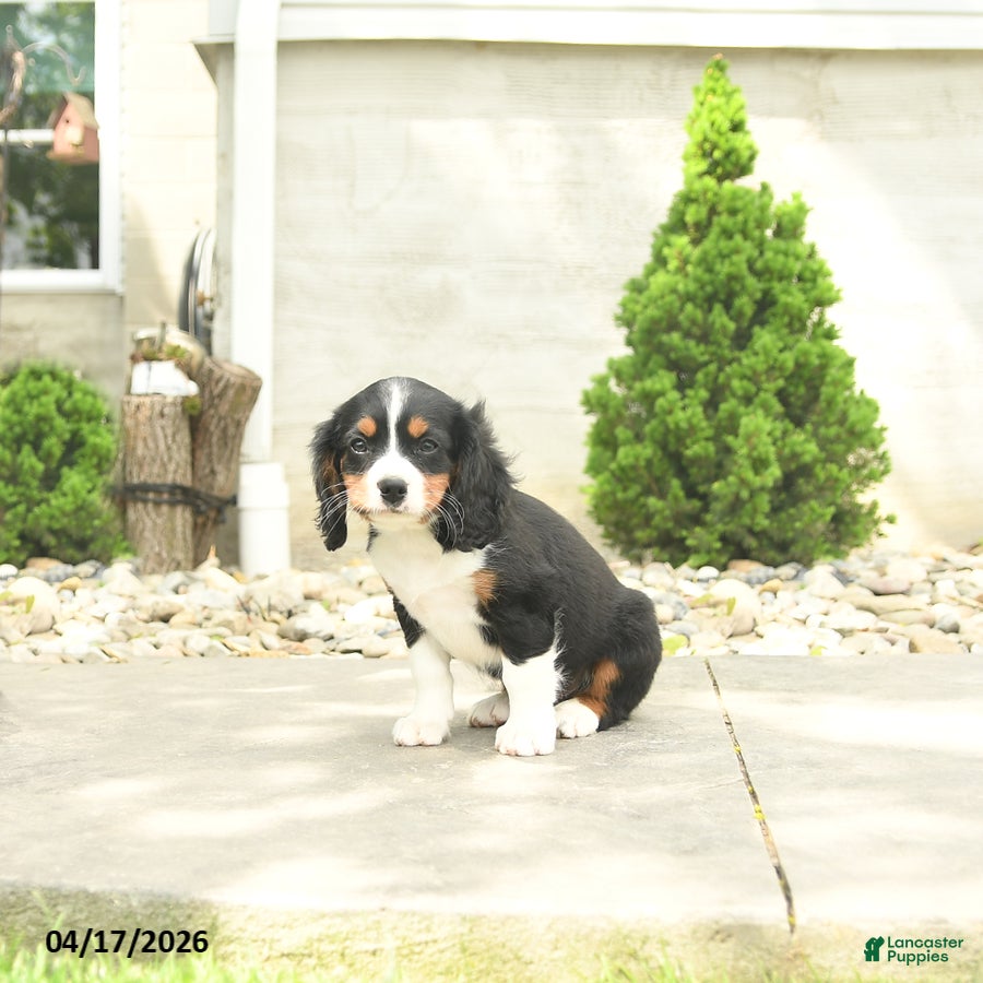 Miniature Bernese Mountain Dog dogs Kennedy - Ad 1