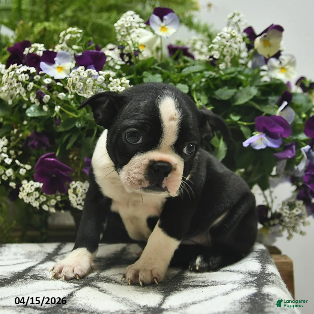 Boston Terrier dogs for sale: Muffin  - Ad 2