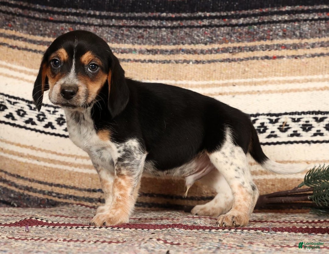 Beagle dogs for sale: Donald - Ad 4