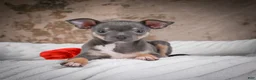 Chihuahua dogs for sale: Curby - Ad 1