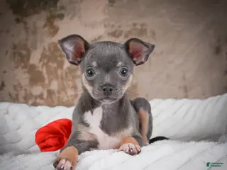 Chihuahua dogs for sale: Curby - Ad 2