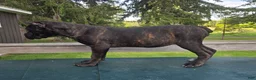 Cane Corso dogs for sale: Sage - Ad 3