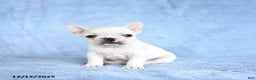 French Bulldog dogs for sale: Zinnia - Ad 1
